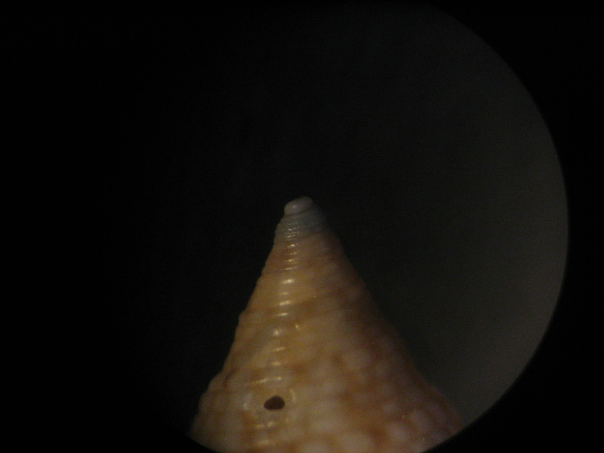 Calliostoma dubium